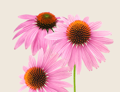 EKSTRAKT ECHINACEA