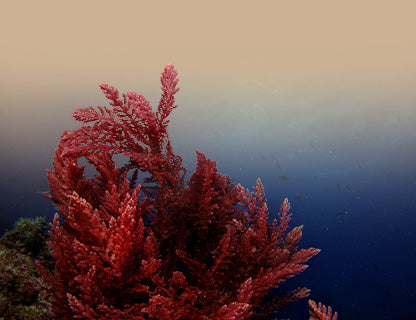 Aquamin F® prašak od algi, prirodni kalcijev kompleks