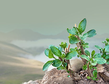 Doista posebna biljka