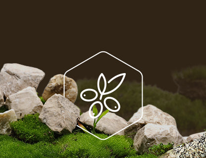 CyanthOX™50, super-biljni ekstrakt