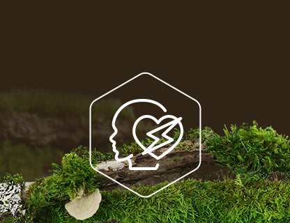 Koenzim Q10, motor stanica