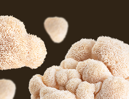 Lion’s Mane, rijetkost za mentalnu svježinu