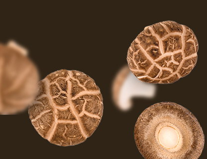 Shiitake, plemić Dalekog istoka