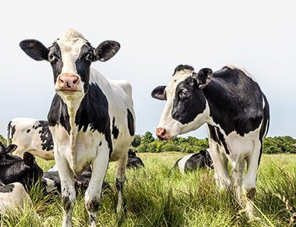 Krave iz slobodnog uzgoja, vrhunsko mlijeko, premium proteini 🥛✨